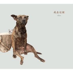 專輯圖片